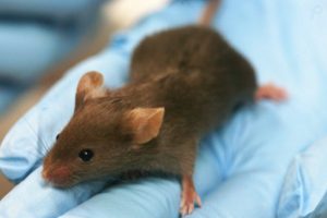 Heart Cells Regenerated in Mice